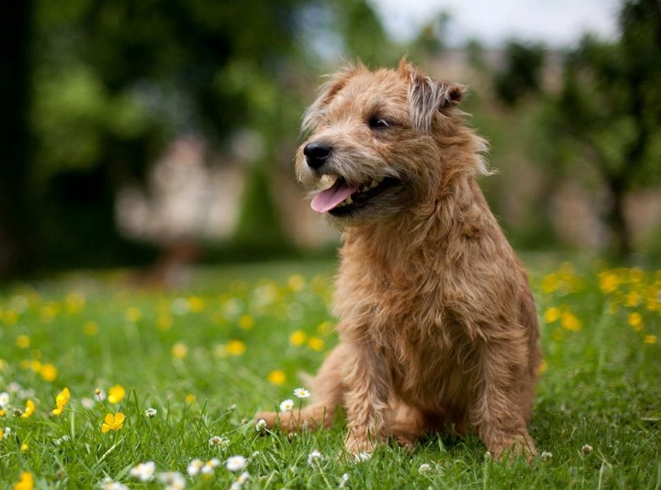 Glen of Imaal Terrier Dog Breed Image 10