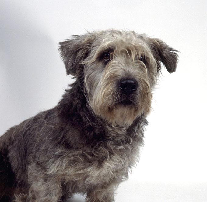 Glen of Imaal Terrier Dog Breed Image 11