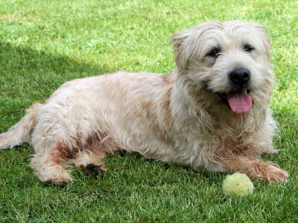 Glen of Imaal Terrier Dog Breed Image 13