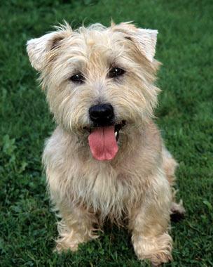 Glen of Imaal Terrier Dog Breed Image 14