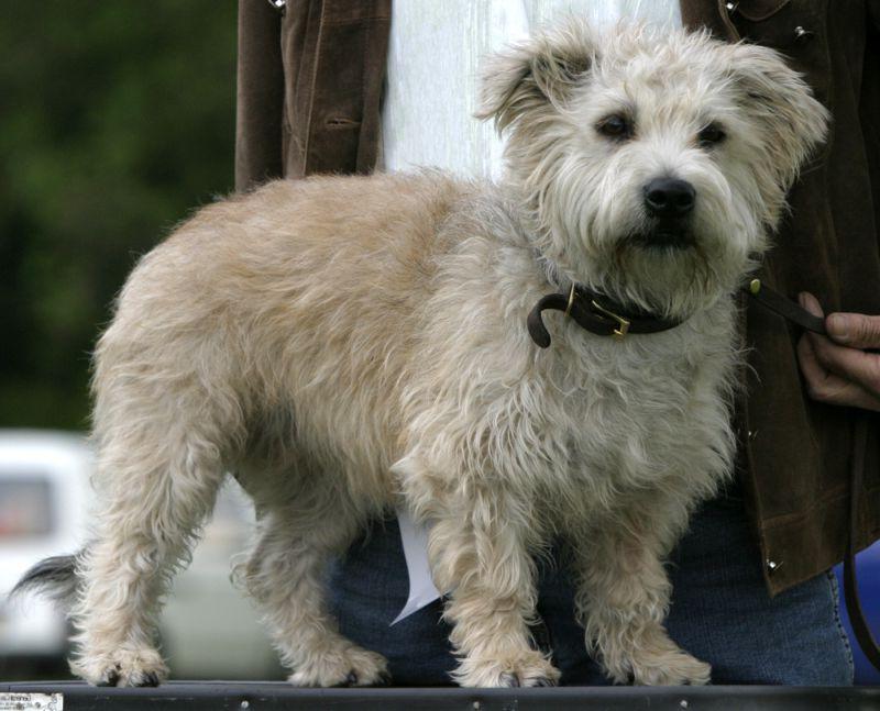 Glen of Imaal Terrier Dog Breed Image 15