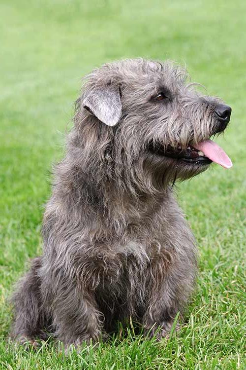 Glen of Imaal Terrier Dog Breed Image 18