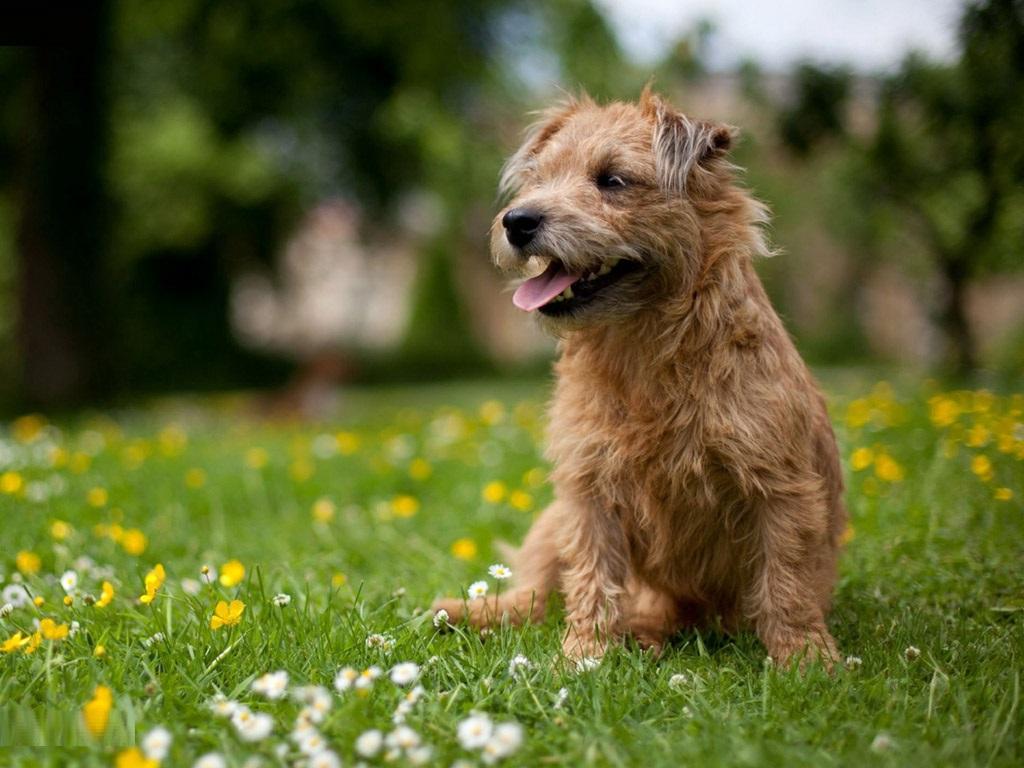 Glen of Imaal Terrier Dog Breed Image 19