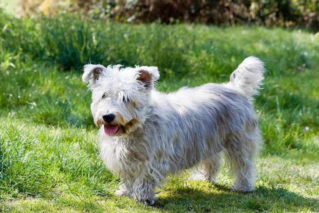 Glen of Imaal Terrier Dog Breed Image 7