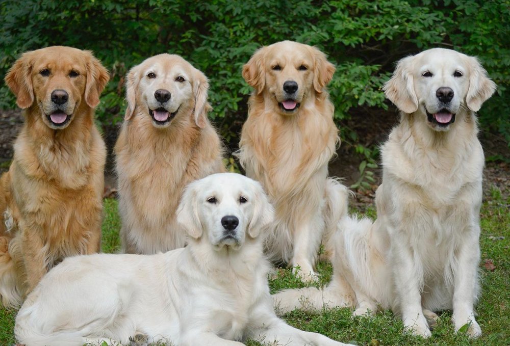 Golden Retriever Dog Breed Image 1