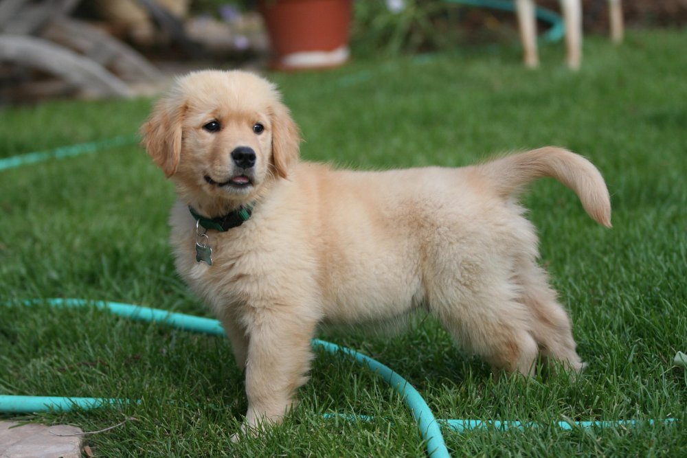 Golden Retriever Dog Breed Image 13