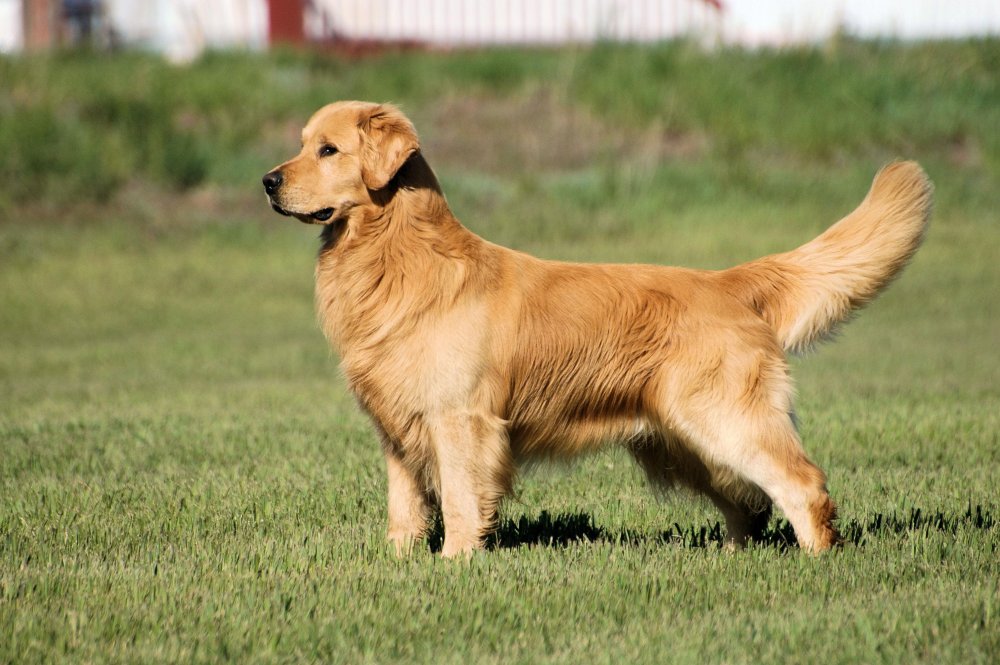 Golden Retriever Dog Breed Image 15