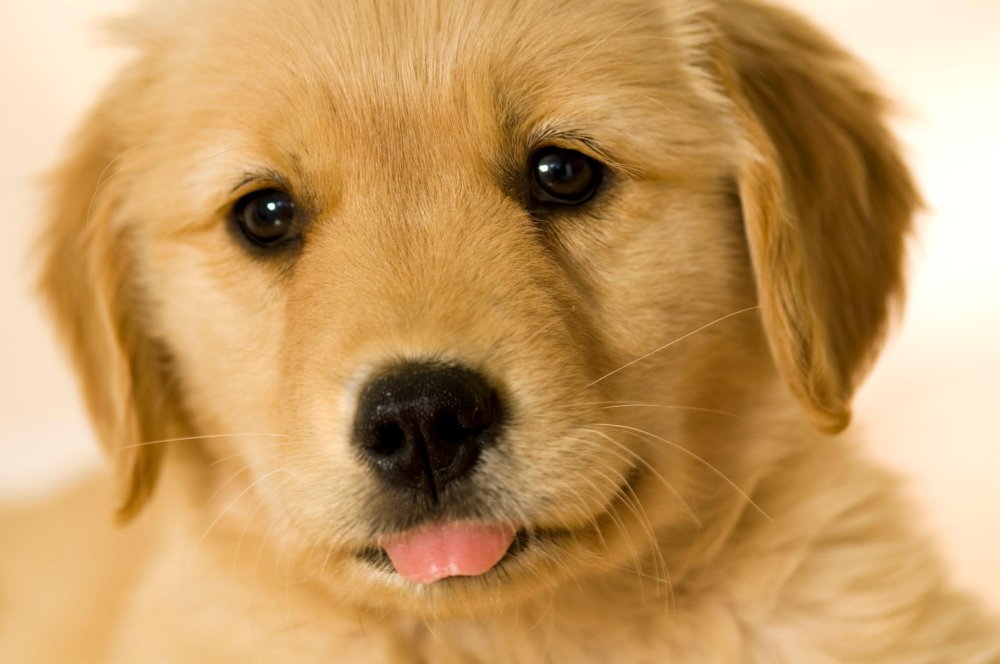 Golden Retriever Dog Breed Image 20