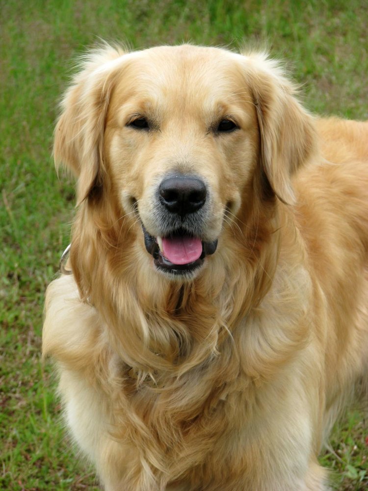 Golden Retriever Dog Breed Image 3