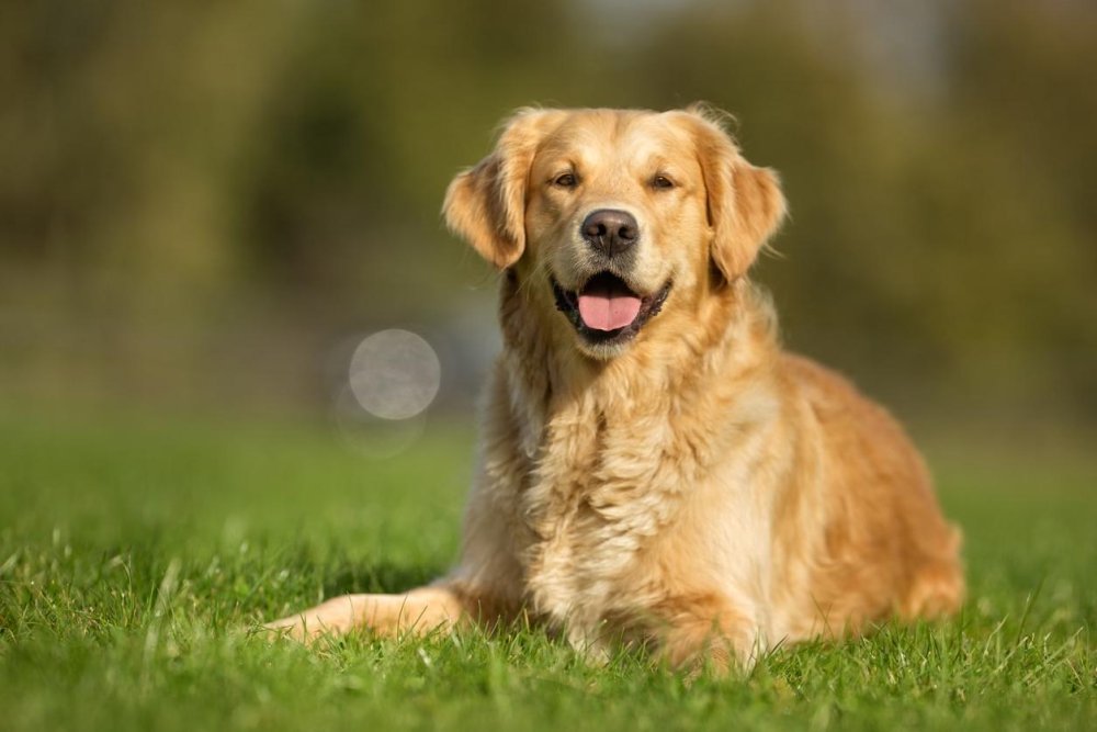 Golden Retriever Dog Breed Image 5