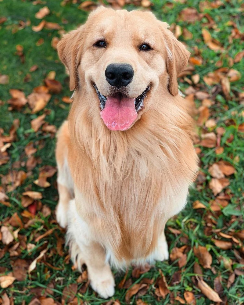 Golden Retriever Dog Breed Image 8