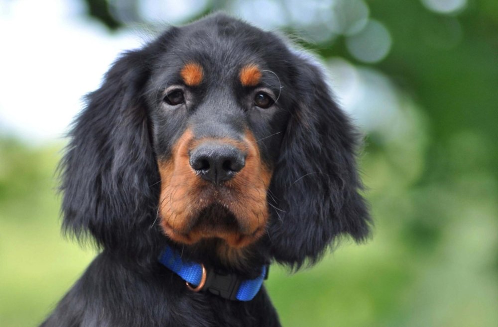 Gordon Setter Dog Breed Image 12