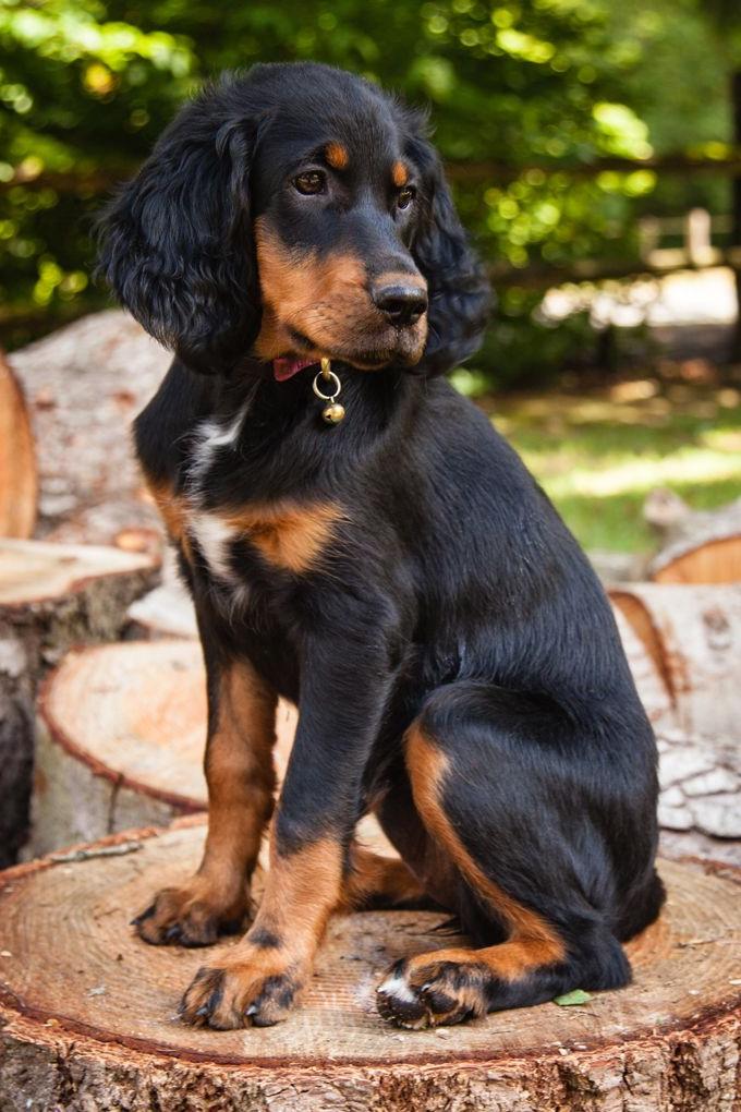 Gordon Setter Dog Breed Image 17