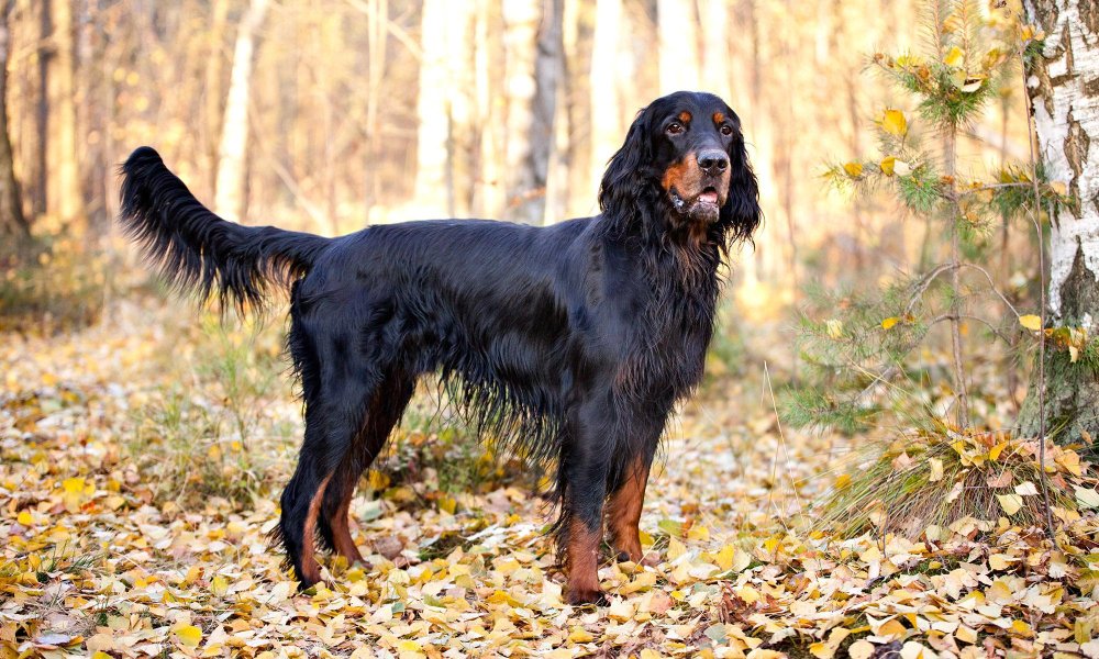 Gordon Setter Dog Breed Image 2