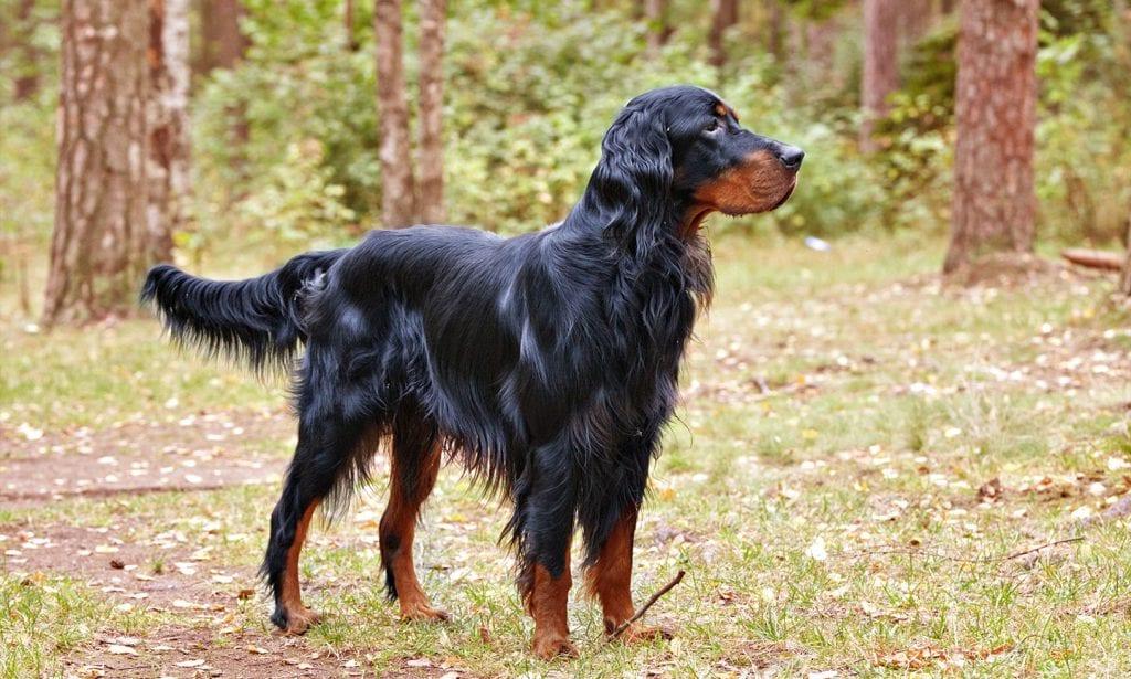 Gordon Setter Dog Breed Image 5