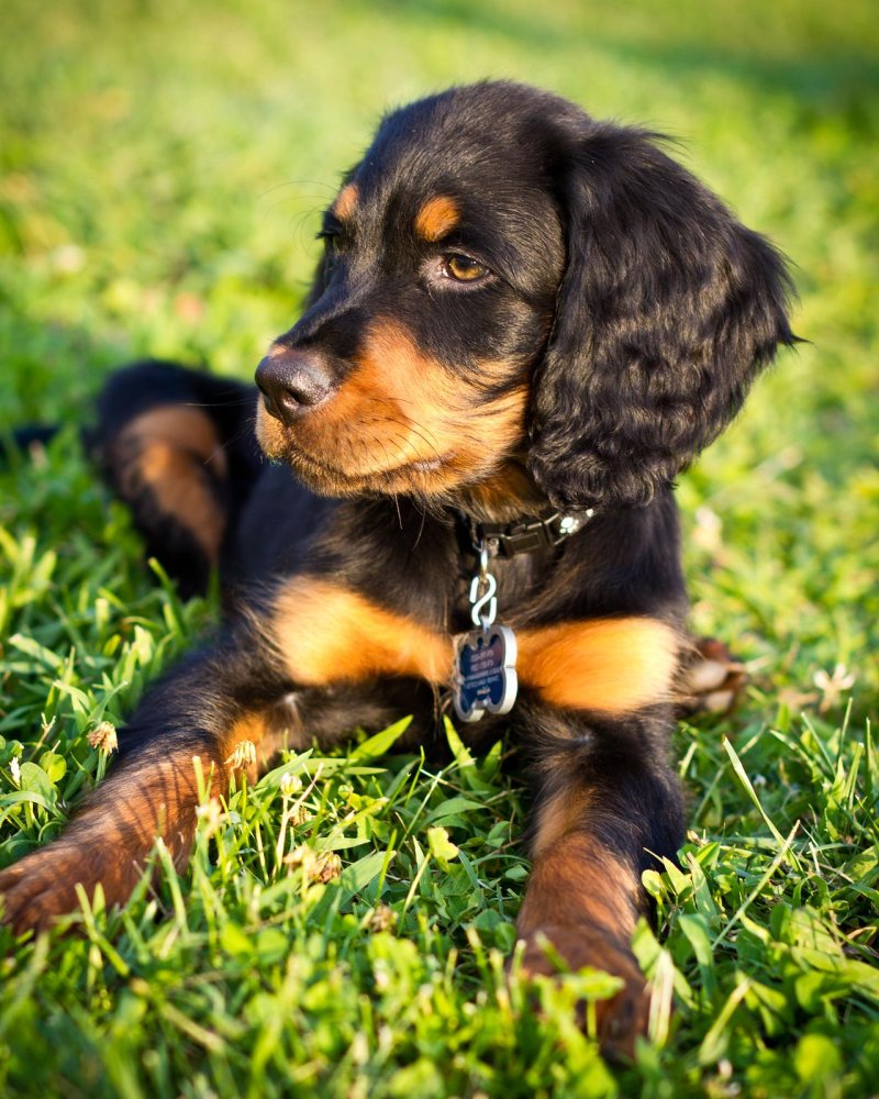 Gordon Setter Dog Breed Image 9