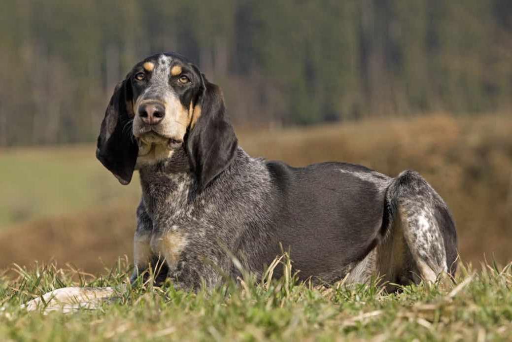 Grand Bleu de Gascogne Dog Breed Image 1