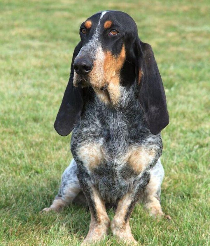 Grand Bleu de Gascogne Dog Breed Image 13