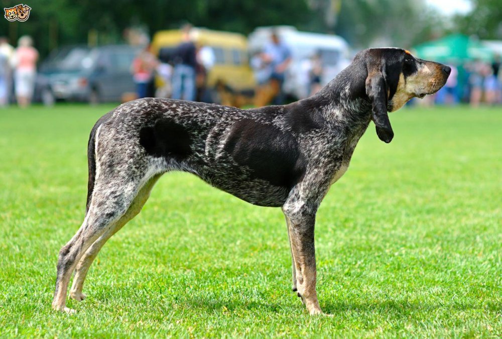 Grand Bleu de Gascogne Dog Breed Image 14