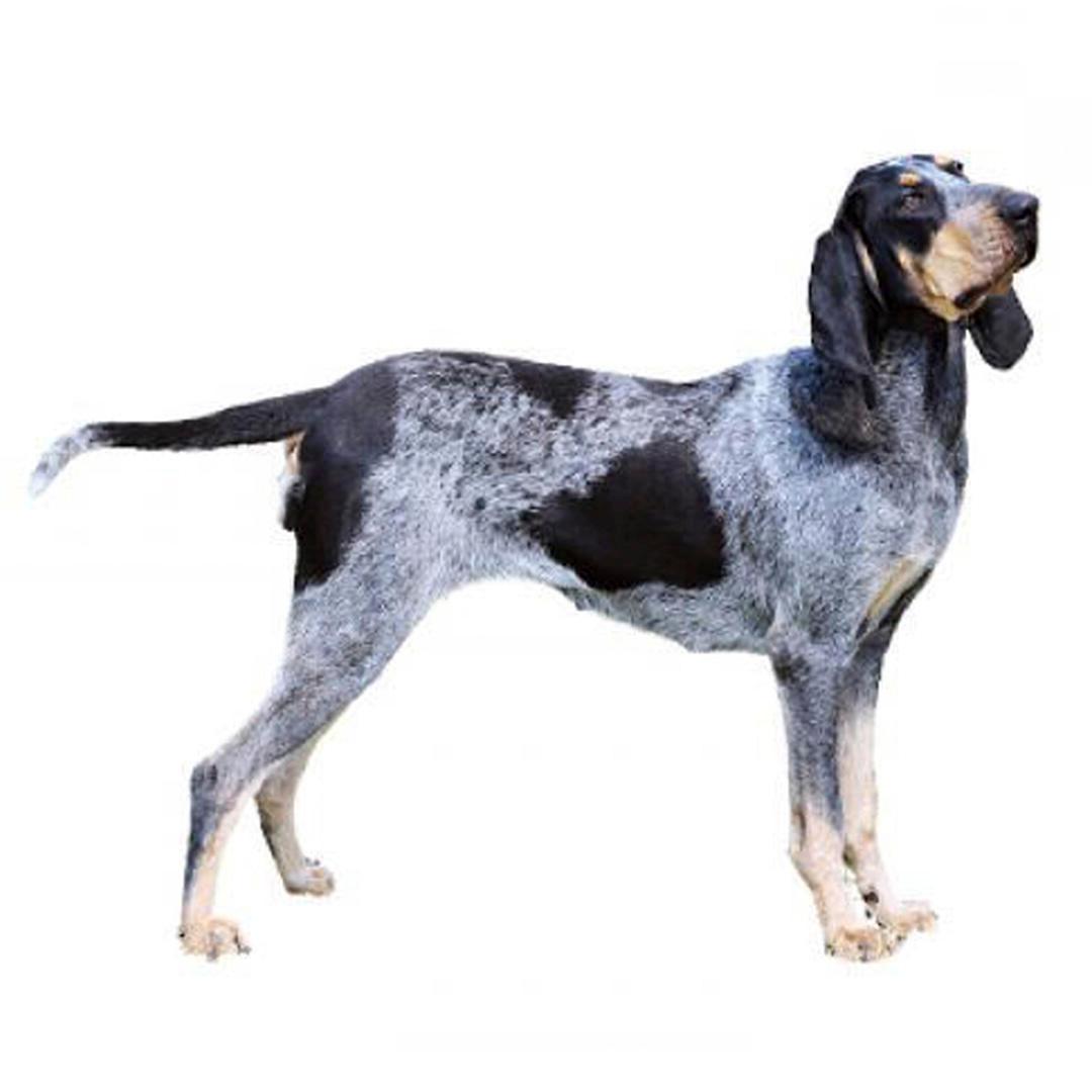 Grand Bleu de Gascogne Dog Breed Image 15