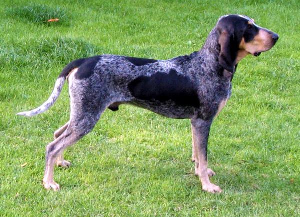 Grand Bleu de Gascogne Dog Breed Image 2