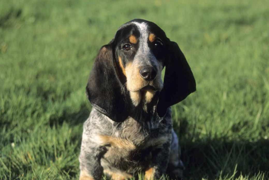 Grand Bleu de Gascogne Dog Breed Image 3