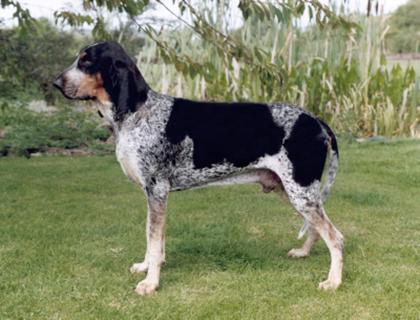 Grand Bleu de Gascogne Dog Breed Image 7