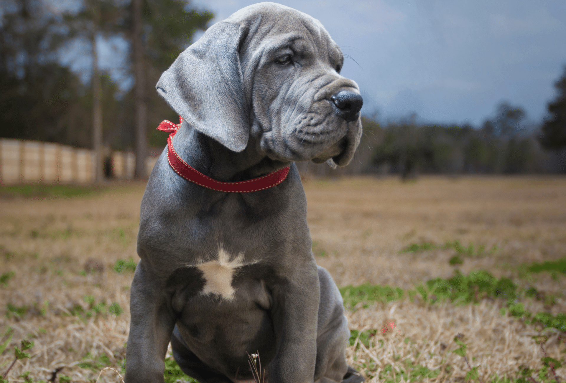 Great Dane Dog Breed Image 19