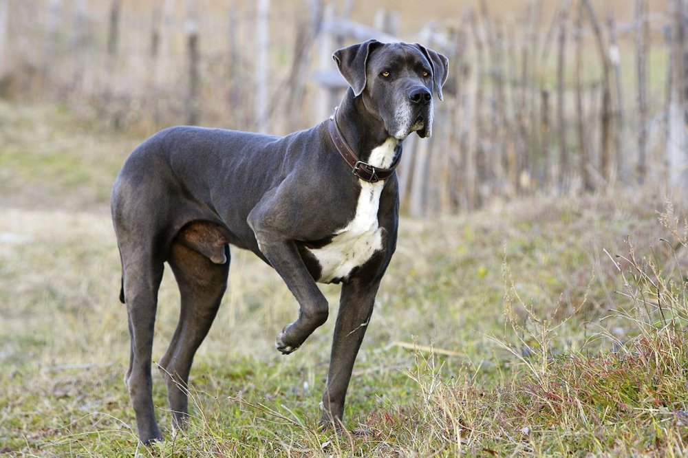 Great Dane Dog Breed Image 2