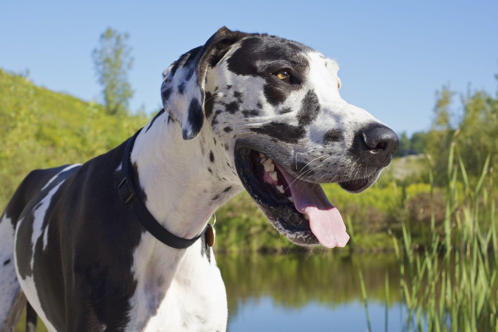 Great Dane Dog Breed Image 3