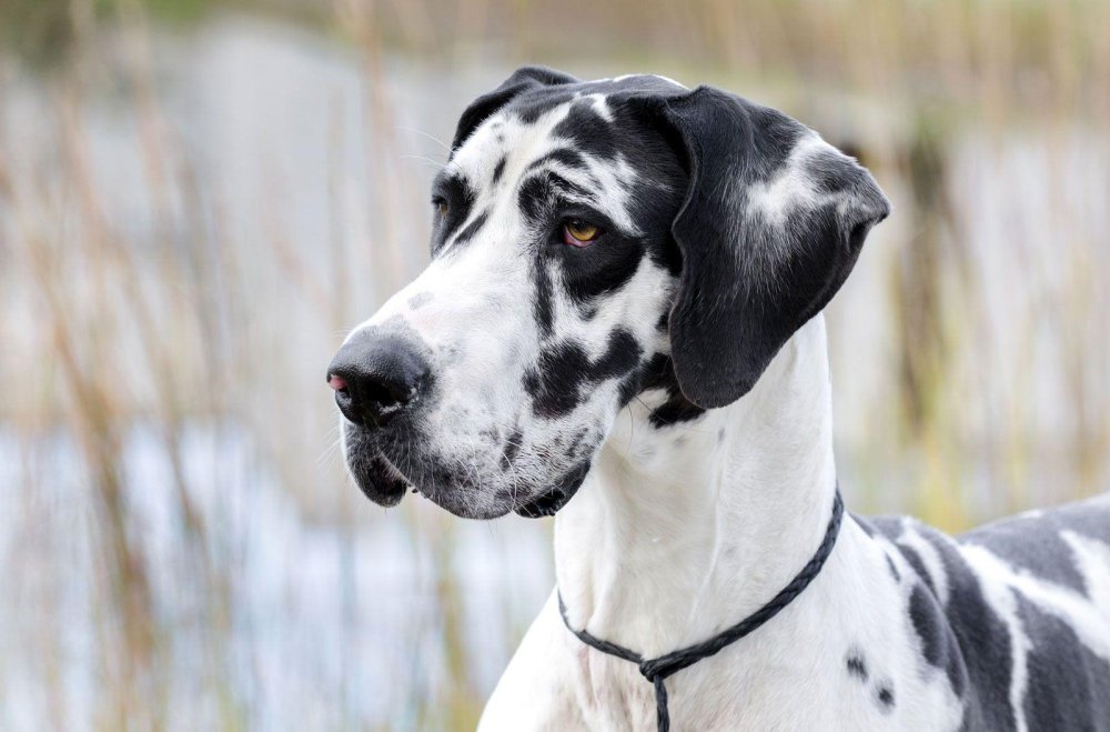 Great Dane Dog Breed Image 5