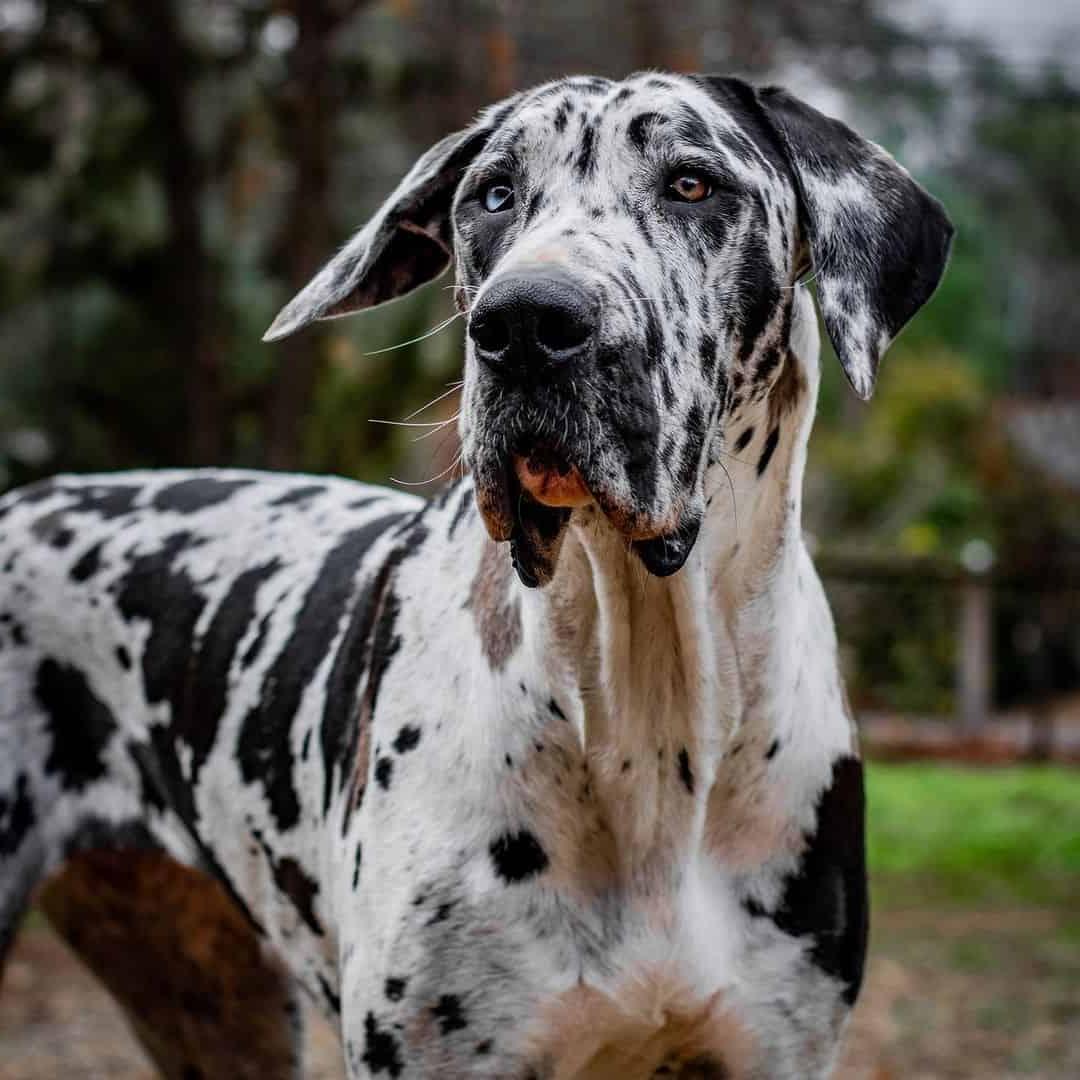 Great Dane Dog Breed Image 9