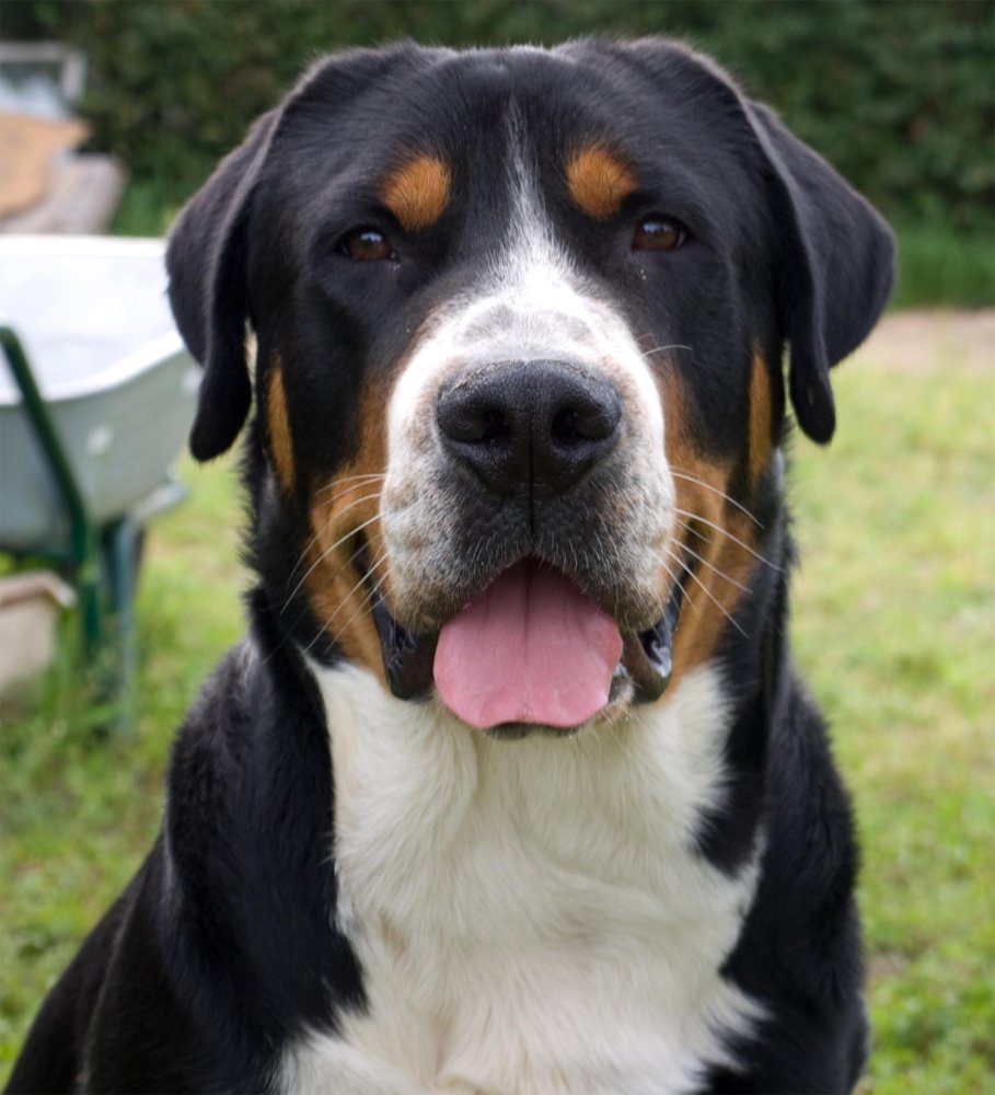 Greater Swiss Mountain Dog Breed Image 10