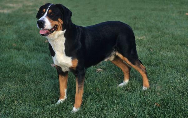 Greater Swiss Mountain Dog Breed Image 13