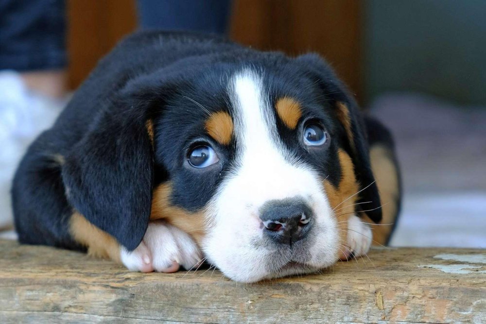 Greater Swiss Mountain Dog Breed Image 19