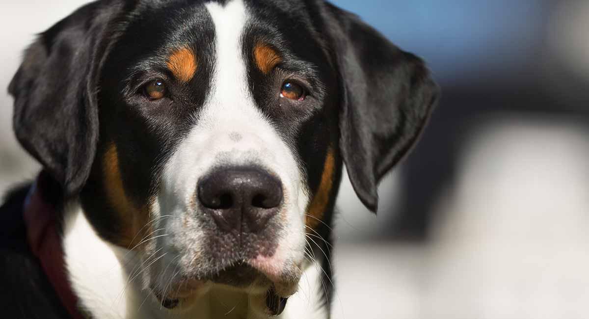 Greater Swiss Mountain Dog Breed Image 2