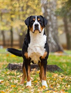 Greater Swiss Mountain Dog Breed Image 5