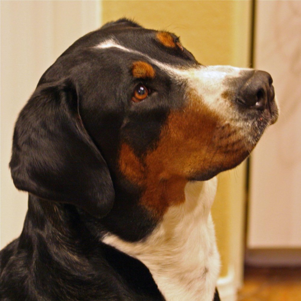 Greater Swiss Mountain Dog Breed Image 8