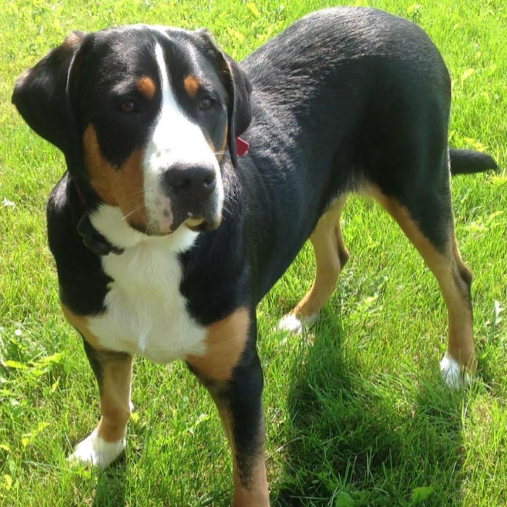 Greater Swiss Mountain Dog Breed Image 9