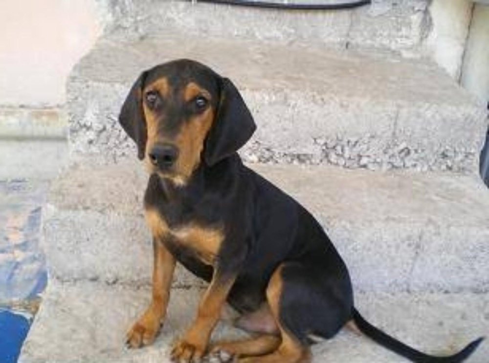 Greek Harehound Dog Breed Image 1