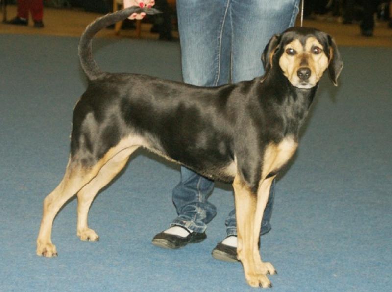 Greek Harehound Dog Breed Image 11