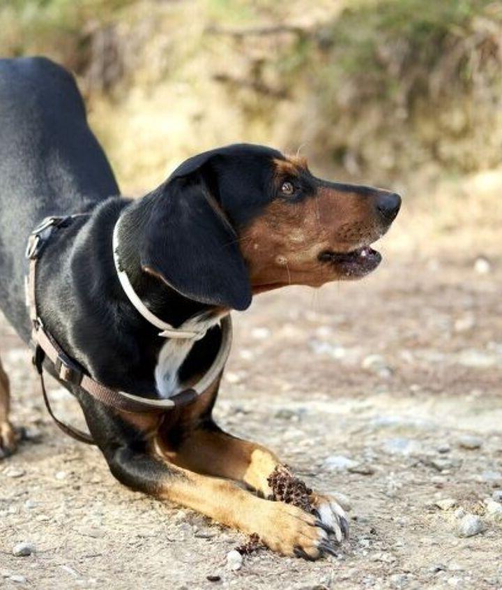 Greek Harehound Dog Breed Image 12