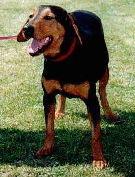 Greek Harehound Dog Breed Image 19