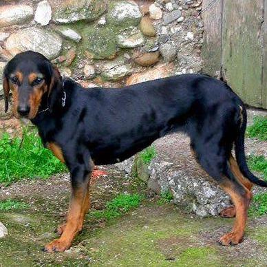 Greek Harehound Dog Breed Image 5