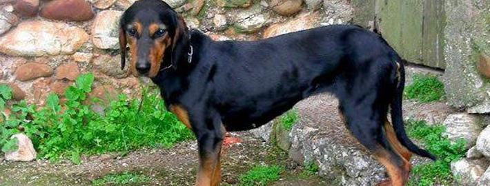 Greek Harehound Dog Breed Image 7