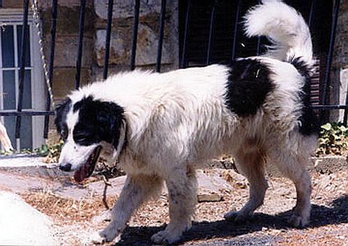 Greek Shepherd Dog Breed Image 10