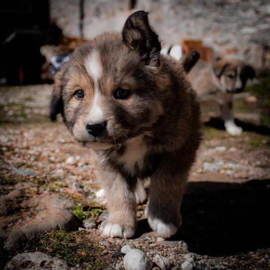 Greek Shepherd Dog Breed Image 14