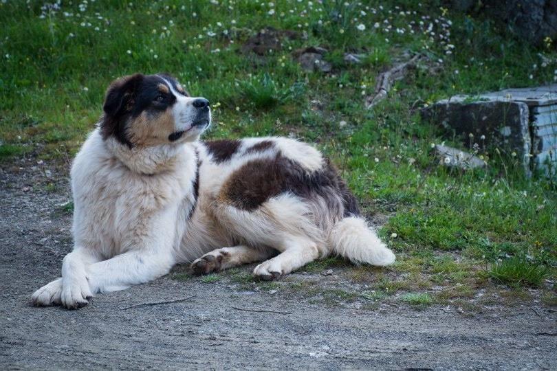 Greek Shepherd Dog Breed Image 15