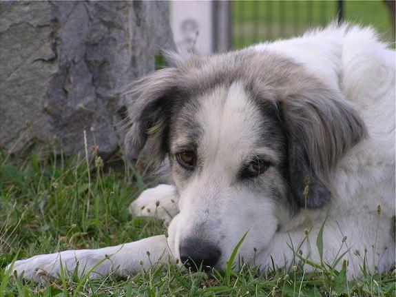 Greek Shepherd Dog Breed Image 17