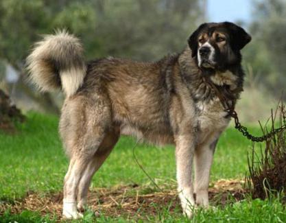 Greek Shepherd Dog Breed Image 20